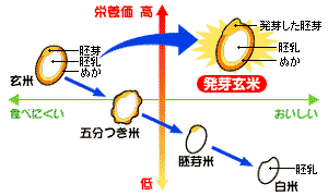 栄養価 図