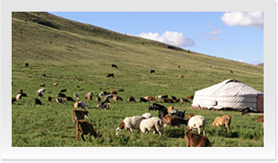 モンゴル国では「チャツァラガン」と呼び、果実の健康利用を目的に国をあげて栽培を推進