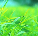 太陽の光をいっぱい吸収した大麦若葉を使用