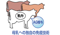 乳牛から作られるパワー