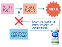 「アミールS」に含まれる「ラクトトリペプチド」が血圧の上昇を抑制