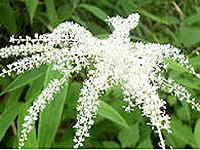 アカショウマの花