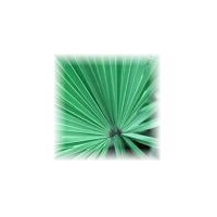 ����֥饤�ȳ������ �Υ�����䥷��������Saw Palmetto Oil