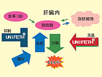 UNIFETH®の作用メカニズム
