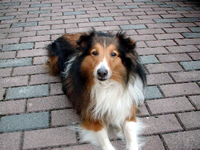 愛犬セリオス君も愛用中