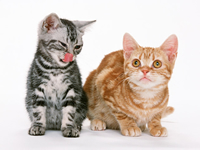 大切な猫ちゃんの健康維持のために・・・