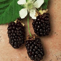 �����ǰ׳������ �˥塼�������ɻ��ܥ�����٥꡼������New Zealand Boysenberry)