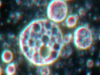 有効成分を3層にし、肌の深部に送達。効果成分が肌に浸透される。