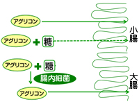 イソフラボンアグリコンの吸収（模式図)