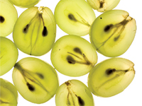 エノビータ®は白ワイン生産由来のブドウ種子のみを原料とする。