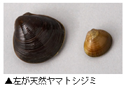 しじみ
