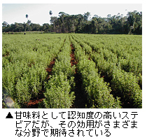 ステビア草