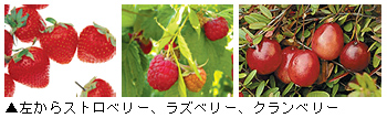 「ストロベリー、ラズベリー、クランベリー」写真