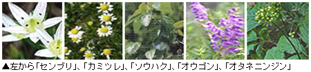 「センブリ」、「カミツレ」、「ソウハク」、「オウゴン」、「オタネニンジン」写真