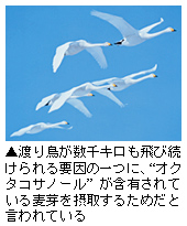 「渡り鳥が数千キロも飛び続けられる要因」イメージ