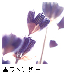 「ラベンダー」写真