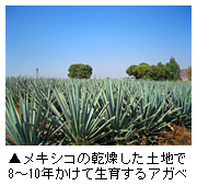メキシコの乾燥した土地で8～10年かけて生育するアガベ写真