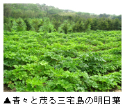「青々と茂る三宅島の明日葉」写真