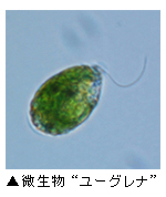 「微生物“ユーグレナ”」写真