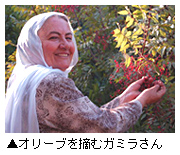 オリーブ摘むガミラさん写真