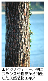 「ピクノジェノール®はフランス松樹皮から抽出した天然植物エキス」写真