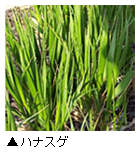 「ハナスゲ」写真