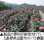 製品の原料が栽培されている島根県出雲市のバラ農園