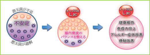 腸内環境を改善するオリゴ乳酸