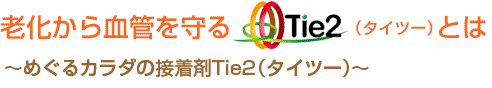 老化から血管を守る「Tie2」(タイツー)とは