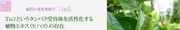 血管の老化を防ぐTie2(タイツー)Tie2というタンパク受容体を活性化する植物エキス(ヒハツ)の存在