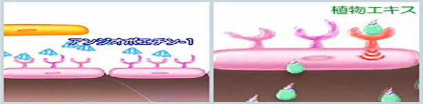 アンジオポエチン-1の働きを担う植物エキス(ヒハツ)
