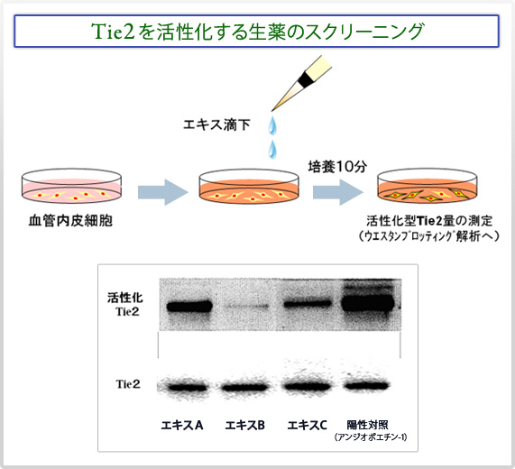 Tie2(タイツ−)を活性化する生薬のスクリーニング