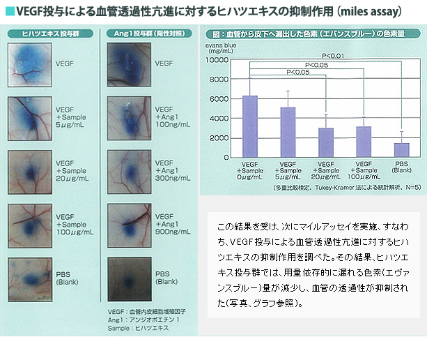 VEGF投与による血管透過性亢進に対するヒハツエキスの抑制作用(miles assay)