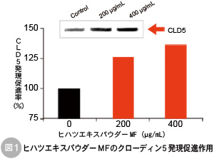 ヒハツエキスパウダーMFのクローディン5発現促進作用