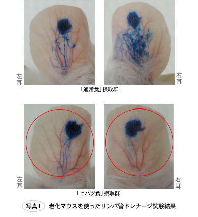 老化マウスを使ったリンパ管ドレナージ試験結果