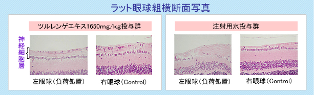 ラット眼球組横断面写真