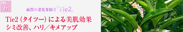 Tie2(タイツー)による美肌効果 月桃葉 シミ改善、ハリ/キメアップ