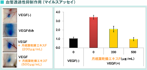 血管透過性抑制作用(マイルスアッセイ)