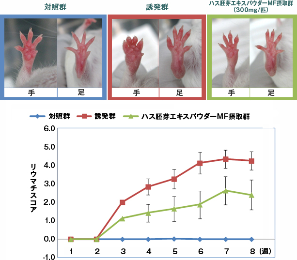 ハス胚芽エキスパウダーMF摂取群