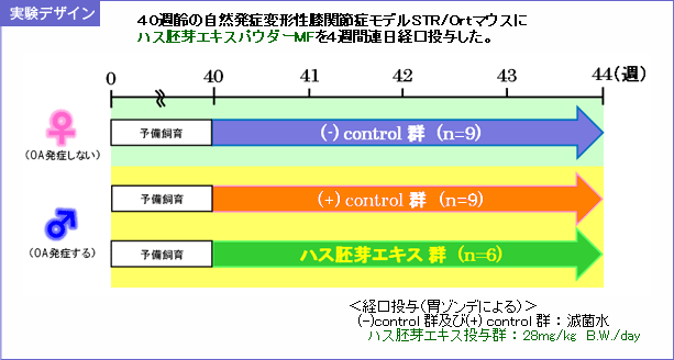 変形性膝関節症モデルマウスを用いた実験
