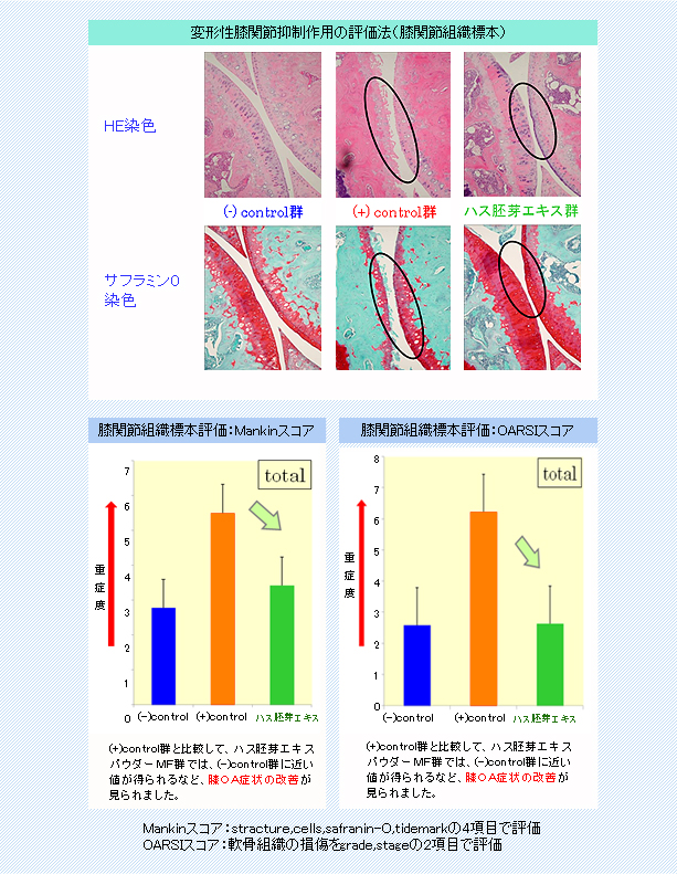 変形性膝関節抑制作用の評価法