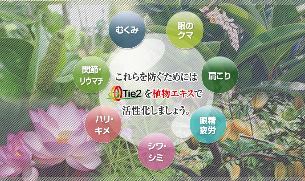 むくみ、眼のクマ、肩こり、眼精疲労、シワ・シミ、ハリ・キメ、関節・リウマチを防ぐためにはTie2(タイツー)を植物エキスで活性化しましょう。