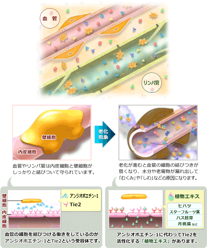 老化現象