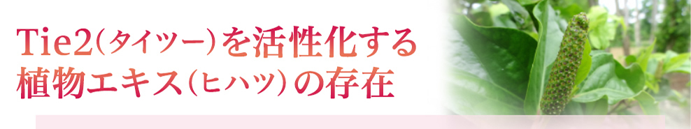 Tie2(タイツー）を活性化する植物エキス（ヒハツ）の存在