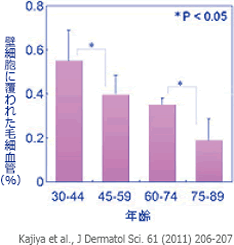 壁細胞に覆われた毛細血管