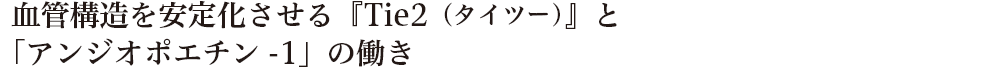 血管構造を安定化させる『Tie2（タイツー）』と「アンジオポエチン-1」の働き