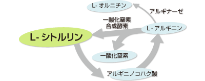 一酸化窒素（NO)サイクル