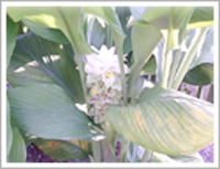 ウコンの花。ウコンはしょうが科、熱帯アジア原産。欧米ではターメリックと呼ばれる。