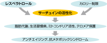 レスベラトロール（Resveratrol）の機能性について