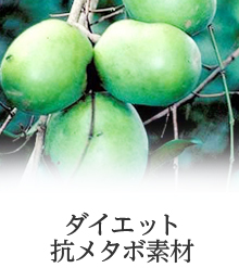 機能性表示対応素材 アフリカマンゴノキ